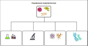 по культивированию микроорганизмов