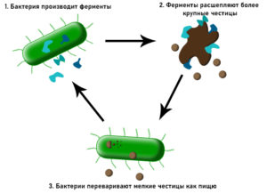 по получению ферментов